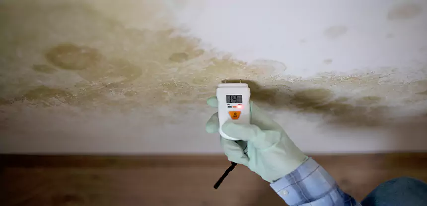 Emergency Mold Remediation in Cumming